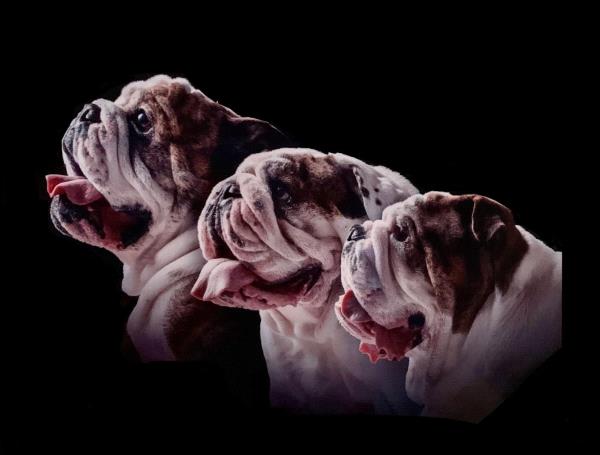 /Images/uploads/Long Island Bulldog Rescue/LIBR-2025-Calendar/entries/32227thumb.jpg